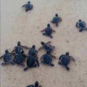 Meet your Posher, Julia